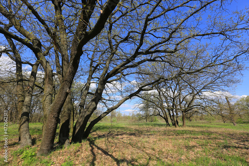 oak tree in spring forest