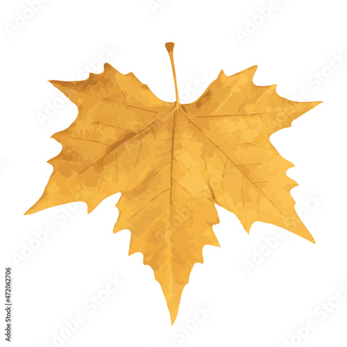 Sycamore Autumn Leaf Isolated