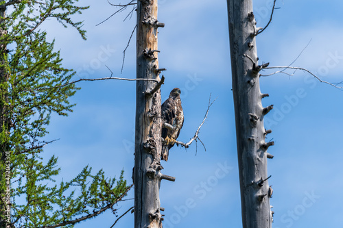 Golden eagle perched in a tree in the North Fork region of Glacier National Park near Polebridge, MT photo