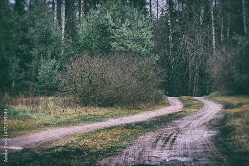 vintage version of country driveway in rainy autumn day, forest ahead, leafless lilac bushes on left