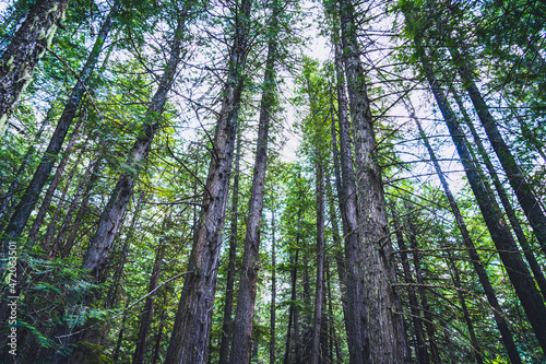 Landscape view of trees and forest while hiking Trail of the Cedars in Glacier National Park in Montana