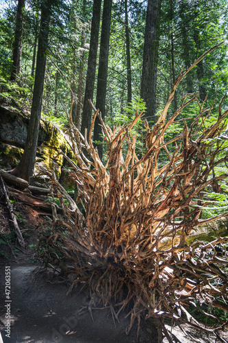 Landscape view of tree root bulb and forest while hiking Trail of the Cedars in Glacier National Park in Montana