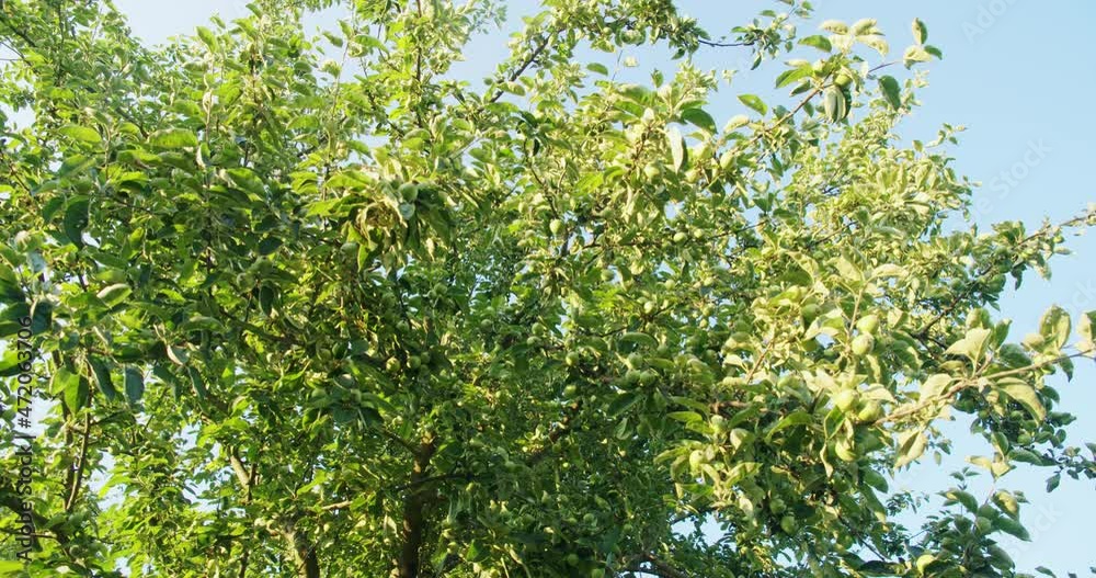 Apple tree with green leaves and unripe fruit at summer garden. Sunny summer days outdoors. Healthy food and harvest concept. Apple tree with green leaves and unripe fruit at summer garden. Sunny summer days outdoors. Healthy food and harvest concept.