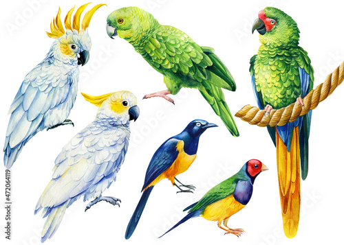 Parrot, watercolor tropical birds, macaw, cockatoo, white isolated background, hand drawing