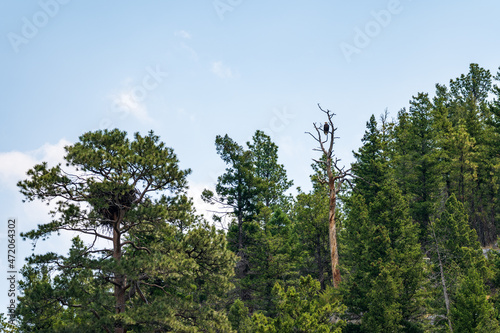 A bald eagle nest in the treetops in Montana photo