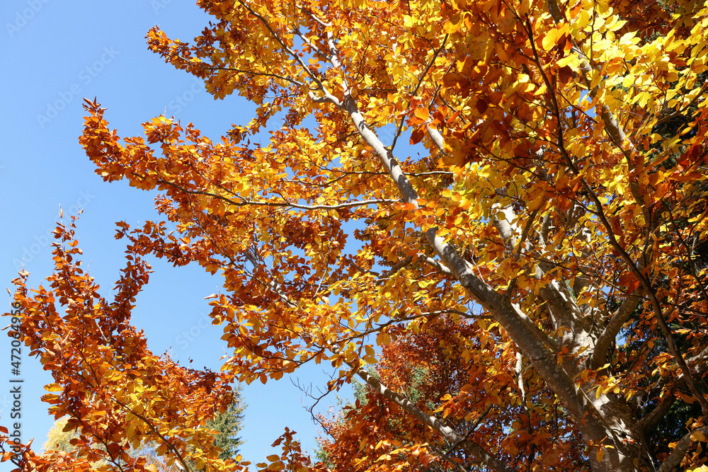 Tree with beautiful bright leaves under blue sky on sunny autumn day Tree with beautiful bright leaves under blue sky on sunny autumn day