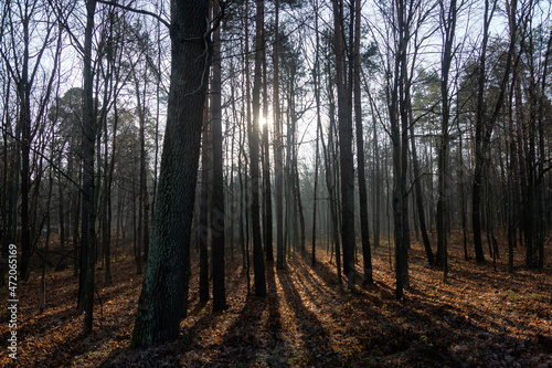 Autumn forest, sunlight shines through tree trunks.