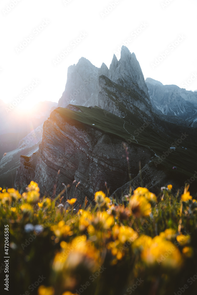 Dolomites mountain peaks at famous Seceda with wildflowers at sunrise