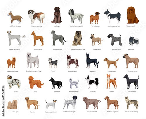Collection of dogs of various breeds in a detailed style. Realistic illustrations.