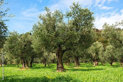 Olivenbäume photo