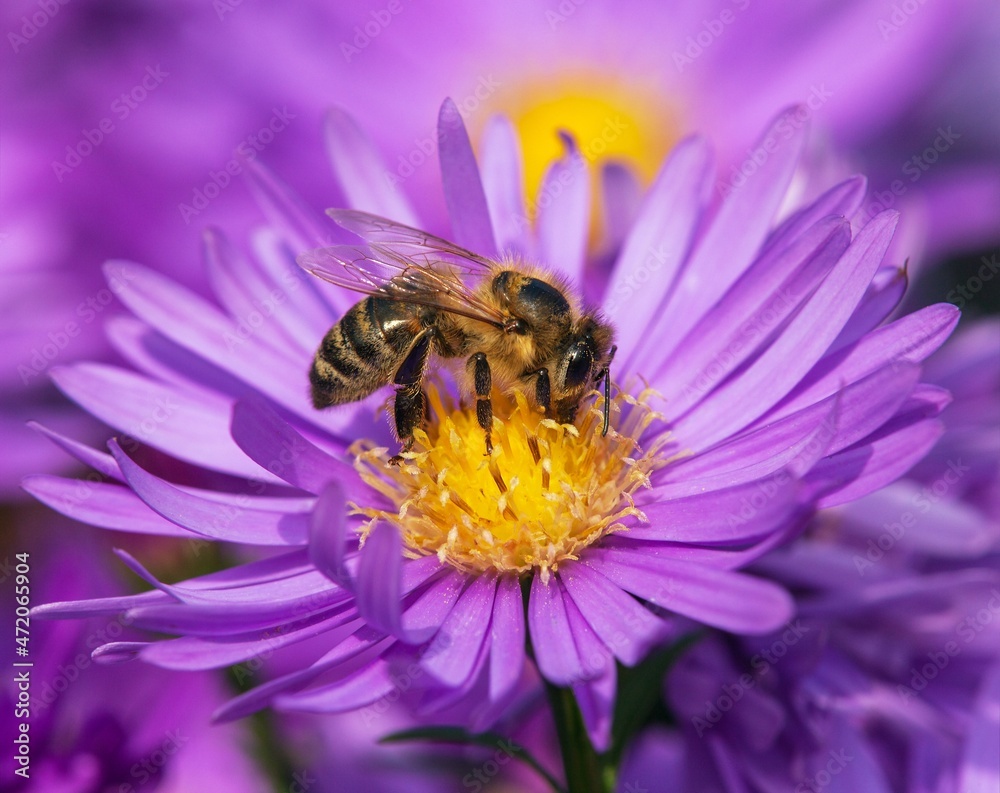 bee or honeybee in Latin Apis Mellifera on blue flower bee or honeybee in Latin Apis Mellifera on blue flower
