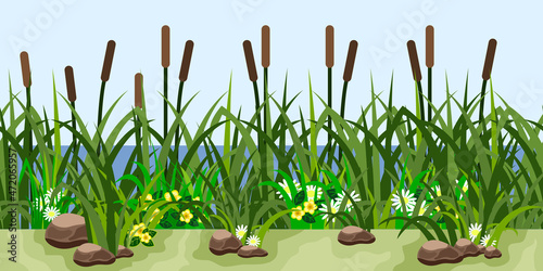 Reeds in grass and flowers, pond, lake or riverside. Green grassland, water, stones, reeds, chamomiles and yellow flowers. seamless repeat landscape, cartoon vector illustration