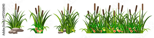 Reeds in grass with flowers and stones. Green summer grassland, set of design elements to create lawn landscape, pond or lake side. flat cartoon style, vector illustration