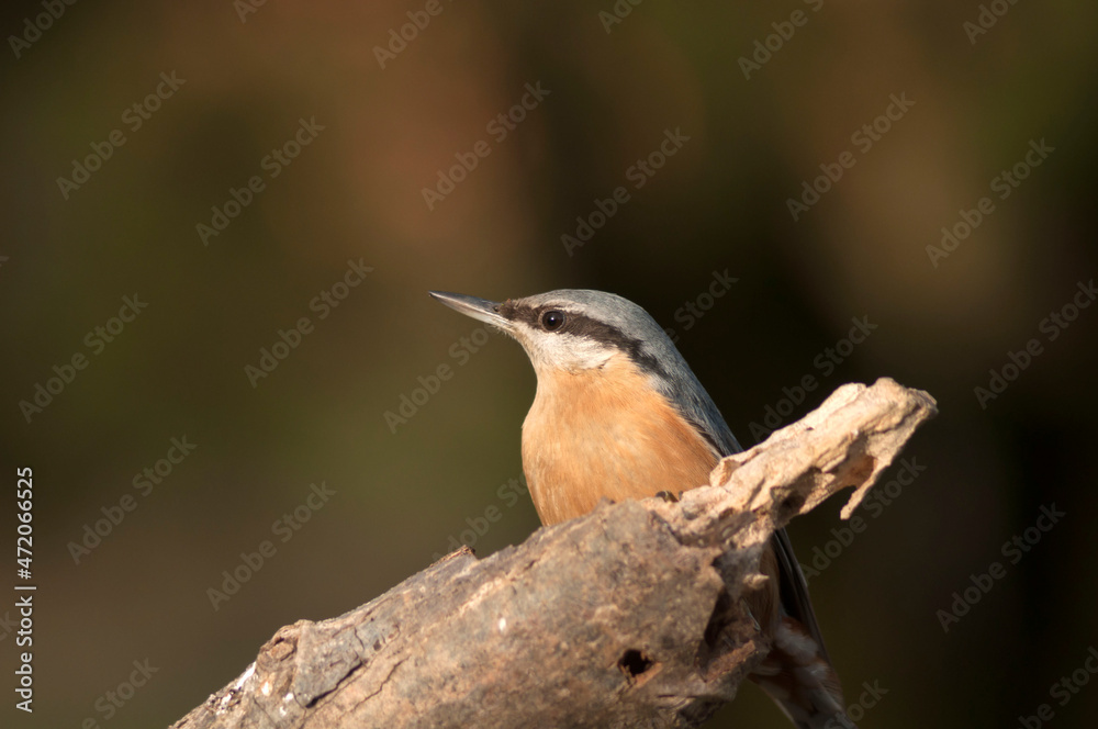 The nuthatch stands on a tree bathed in the sun with a beautiful blurred background of autumn colors. The nuthatch stands on a tree bathed in the sun with a beautiful blurred background of autumn colors.