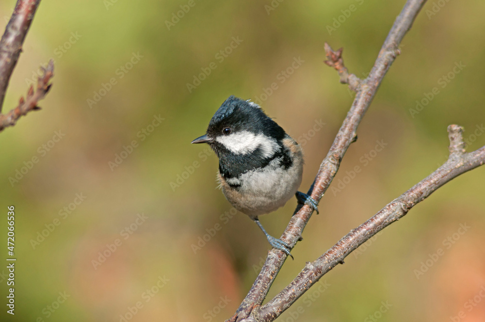 Obraz premium A beautiful little tit, coal tit in the november sun with a fantastic background.