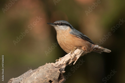 The nuthatch stands on a tree bathed in the sun with a beautiful blurred background of autumn colors © Misha