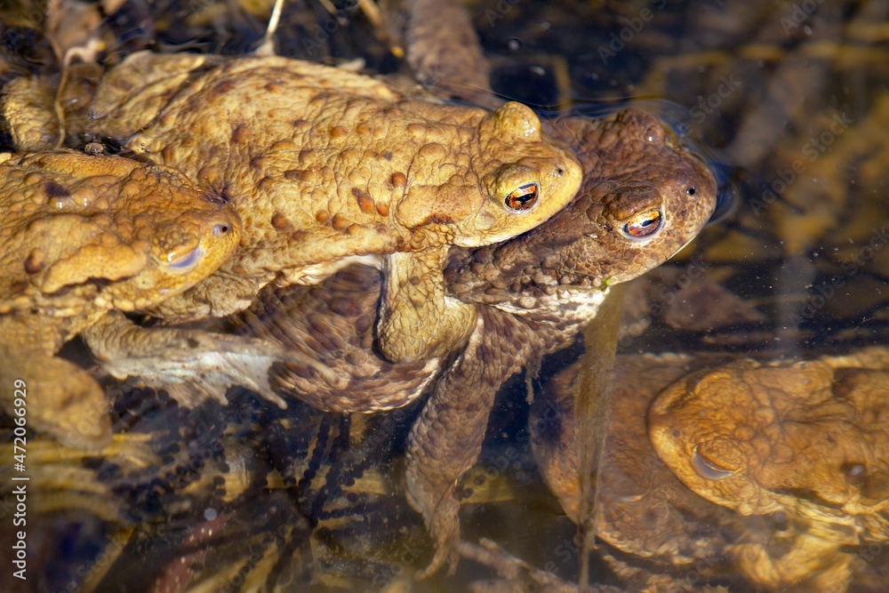 Common or European toad brown colored, Mating toads