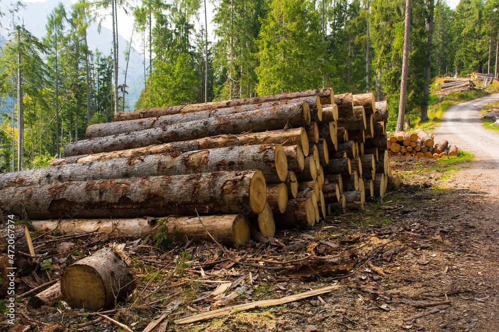Logging of fir trees on Monte Ruke near Sauris di Sopra, Udine Province, Friuli-Venezia Giulia, north east Italy. Late September
Logging of fir trees on Monte Ruke near Sauris di Sopra, Udine Province, Friuli-Venezia Giulia, north east Italy. Late September