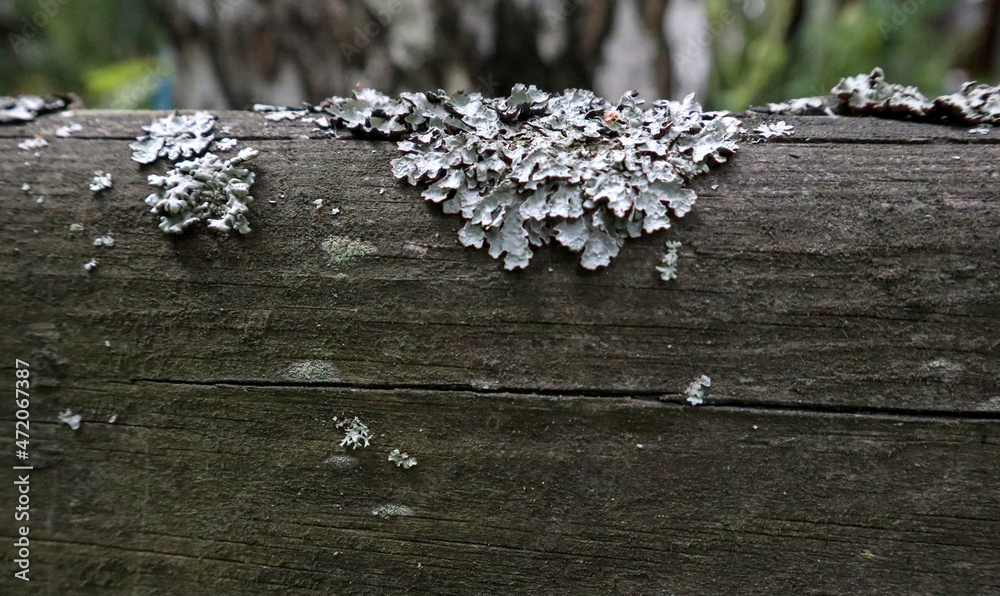 Leafy foliose lichen on the old wood. Vintage nature pattern with moss pollution. Beautiful close-up gray freakishly leafy texture. - obrazy, fototapety, plakaty 