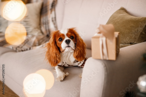 Two spaniels, surrounded by New Year's decorations and gifts, are playing and enjoying Christmas and New Year. © Roman