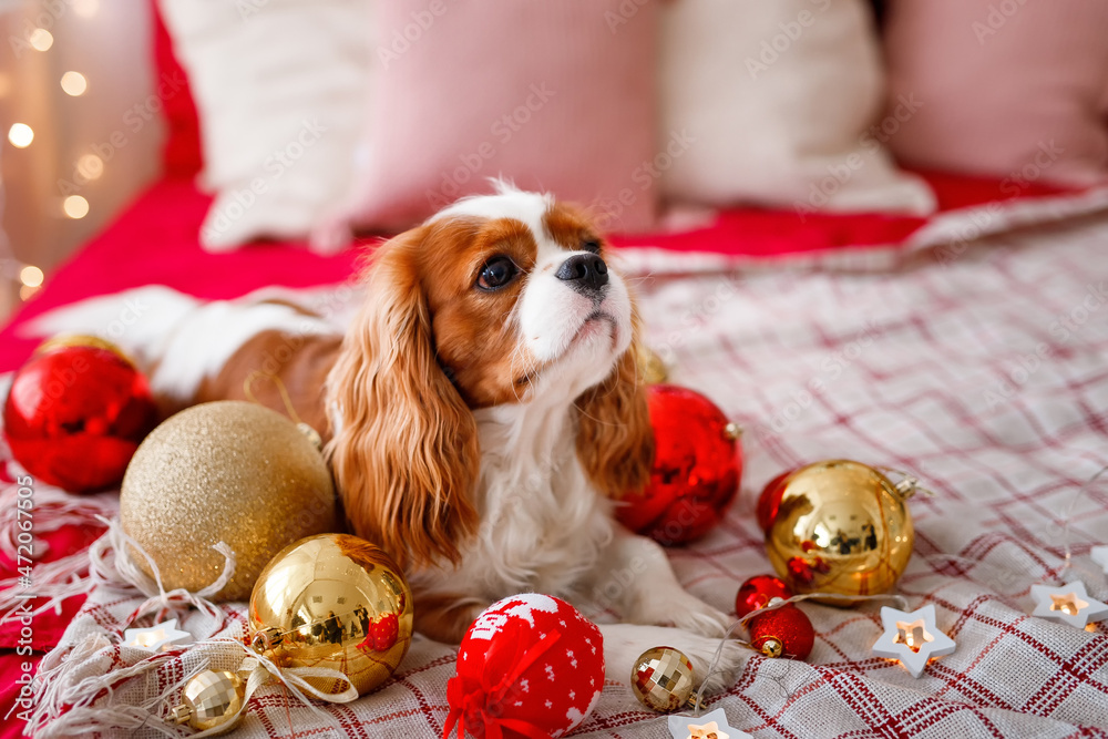 Cavalier King Charles Spaniel is lying on the sofa with New Year decorations for the Christmas tree. Dog with Christmas balls.