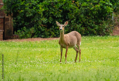 Wild White Tailed Deer roaming wildlife sanctuary in Rome Georgia.