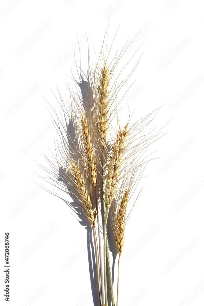 Five ears of barley lie on a white background.