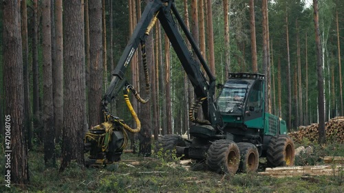 Felling machine is harvesting wood from trees. Industrial felling machine is cutting down trees in the forest. Feller buncher machine is chopping down huge trees with a saw. Forestry Industry. Timber. photo