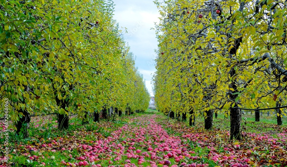 Fototapeta premium Apples fallen in an orchard autumn concept.