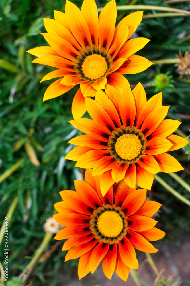 Beautiful and colorful early spring flowers Beautiful and colorful early spring flowers