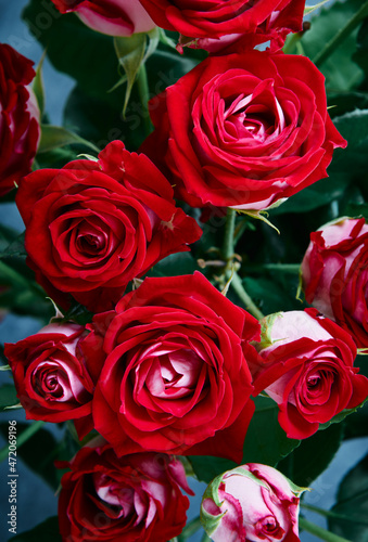 Close-up of bouquet of fresh red roses  shallow depth of field