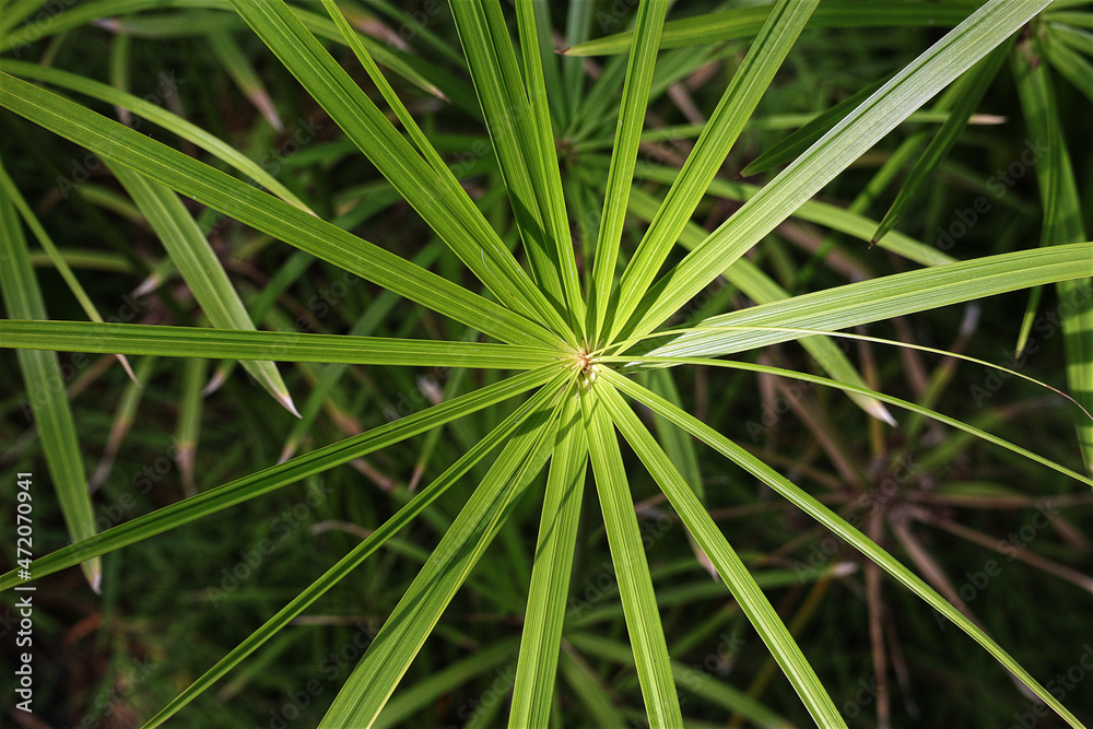 Schilf, Gras, Wasserpflanze, Pflanze, Grün