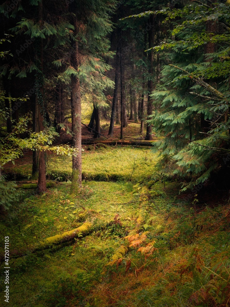 Obraz premium path in the woods