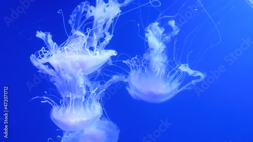 Jellyfish swims in the ocean sea photo