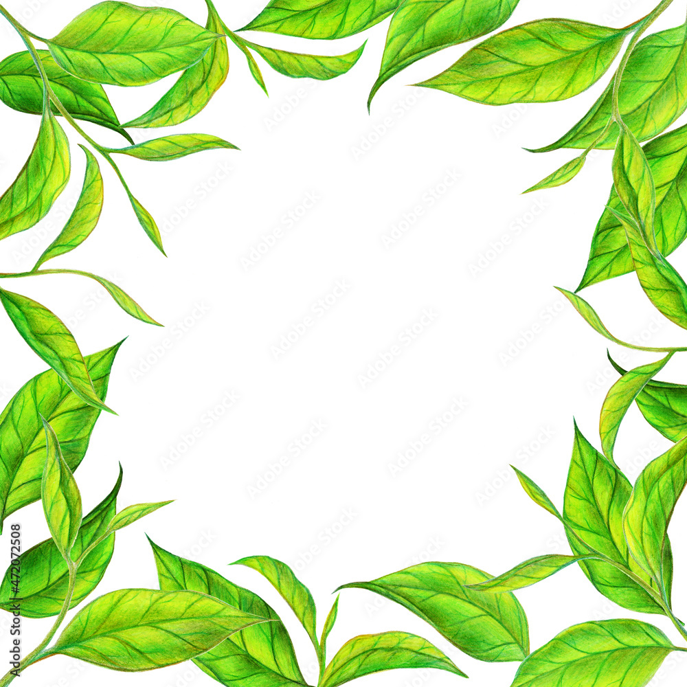Tea leaves hand drawn illustration. Color sketch. Colored pencil