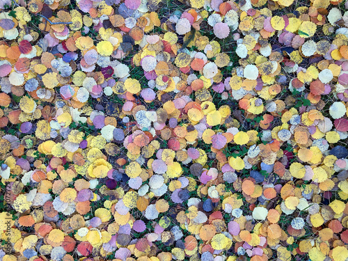 Autumn yellow aspen leaves on the forest ground. Outdoor texture.