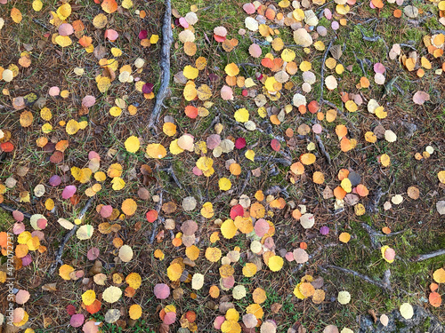 Autumn yellow aspen leaves on the forest ground. Outdoor texture.