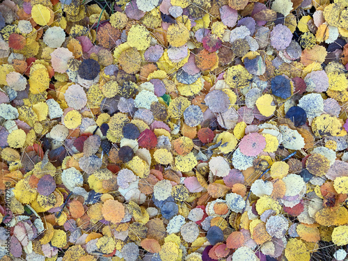 Autumn yellow aspen leaves on the forest ground. Outdoor texture.