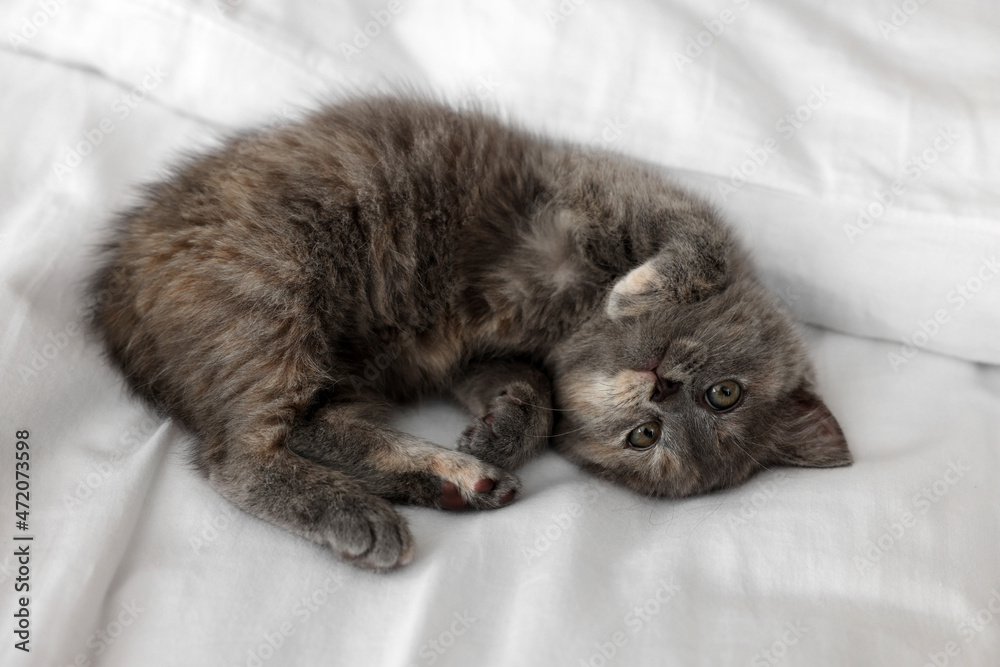 Cute fluffy kitten lying on soft bed, above view Cute fluffy kitten lying on soft bed, above view