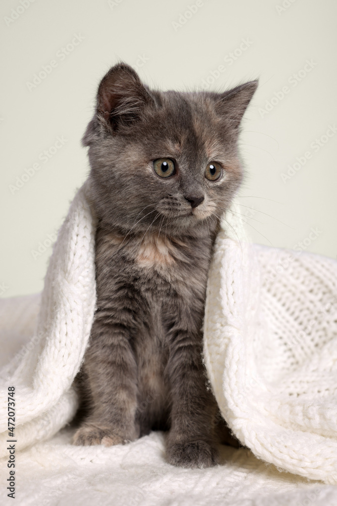 Cute fluffy kitten in white knitted blanket against light background