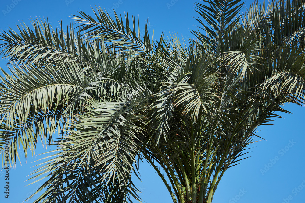 Phoenix roebelenii also known as Pygmy date palm foliage on a blue sky background. Tropical summer concept. Phoenix roebelenii also known as Pygmy date palm foliage on a blue sky background. Tropical summer concept.