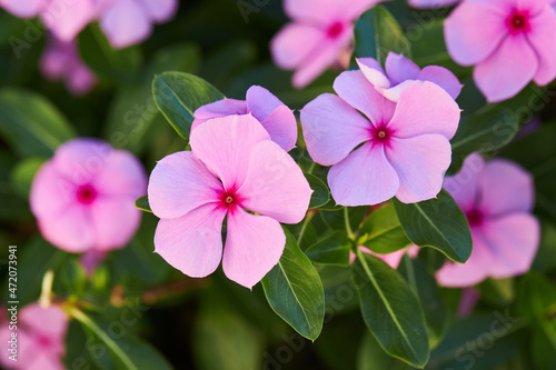 Close up of beautiful pink Catharanthus roseus. It is also known as Cape periwinkle, graveyard plant, old maid, annual vinca multiflora, Apocynaceae flowering plants, medicinal herb photo