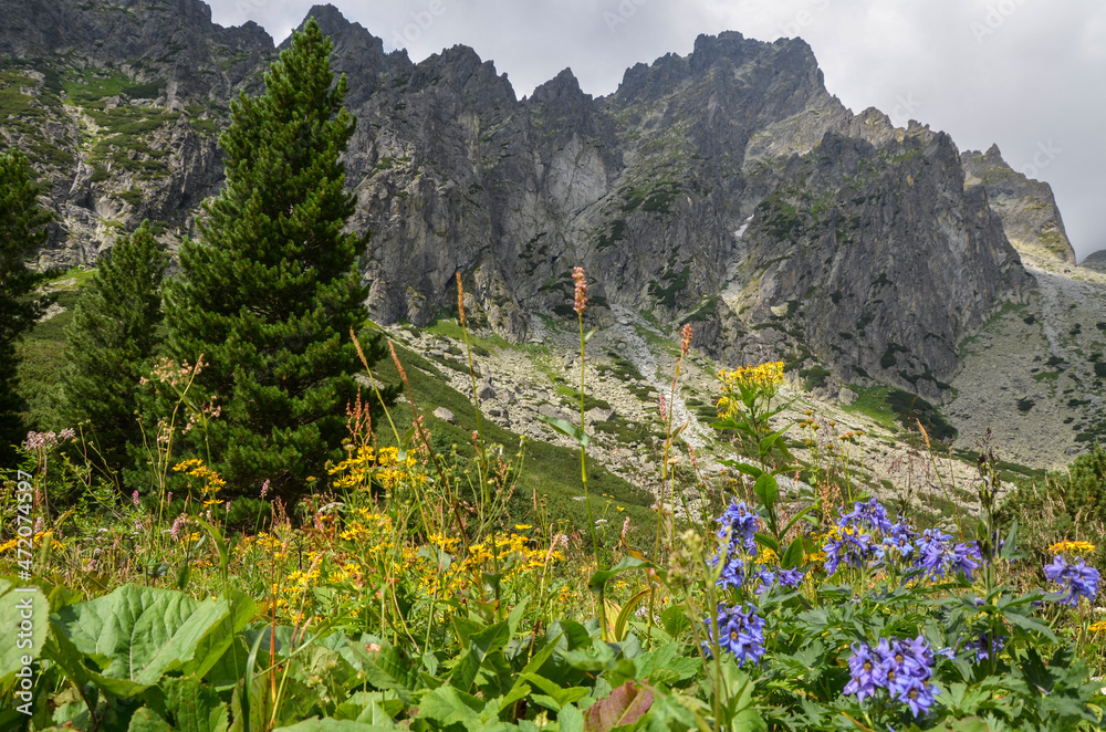 View of the mountain valley with fresh grass and blooming flowers and rocky mountain ridge of High Tatras mountains on background. Slovakia 