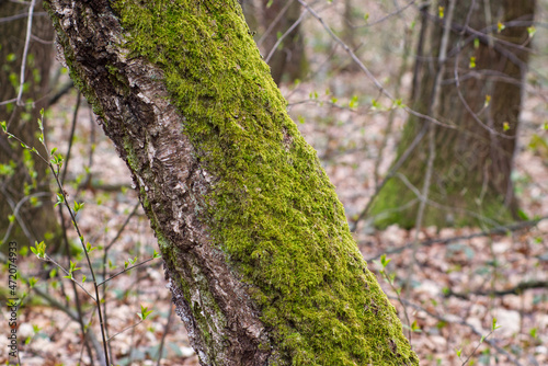 old tree trunk overgrown with moss