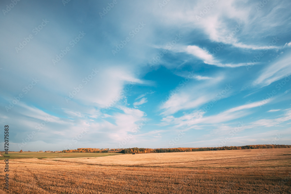 Fototapeta premium Countryside Rural Field Landscape Under Clear Sunny Autumn Blue Sky. Skyline. Agricultural Landscape With Dry Grass