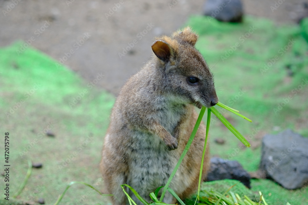 Naklejka premium ワラビー