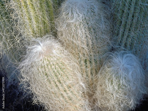 Cephalocereus senilis, several old-headed cactus with longer hairs photo