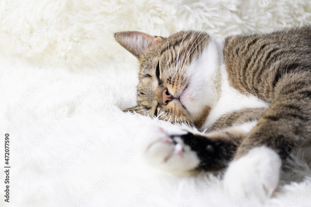 Gray shorthair domestic tabby cat lying on a white fluffy blanket. Selective focus.