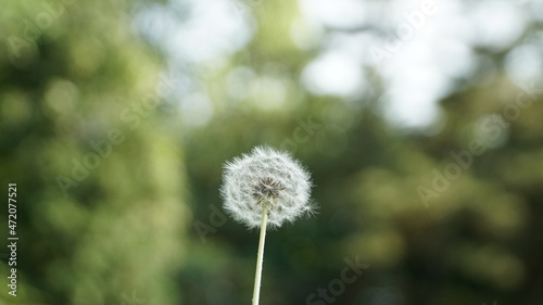 flower  summer  dandelion  nature  green  plant  seed  white  spring  grass  wind  seeds  flora  fluffy  growth  weed  macro  beauty  blossom  stem  life  closeup  outdoors