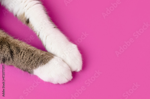 Closeup of cat's paws on a magenta background with copy space.